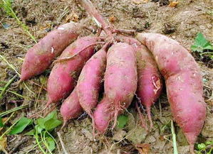 梦见多多的红薯，做梦见很多红薯