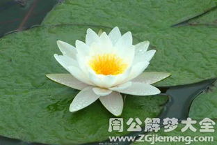 做梦梦见莲花盛开，梦见莲花什么预兆