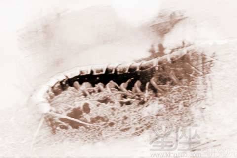 梦里梦见大蜈蚣，梦见大蜈蚣好吗