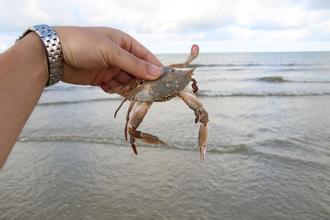 梦见捞螃蟹一堆一堆的，梦见捞螃蟹财运好不好