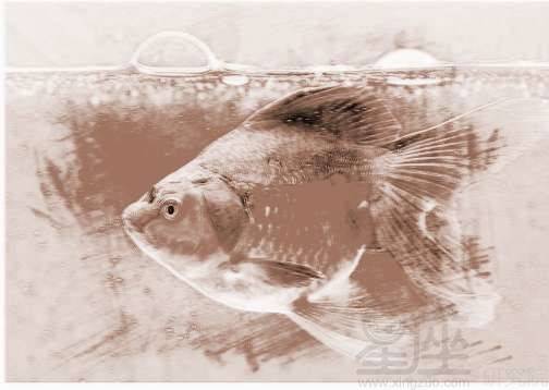 梦到用鱼叉叉到一条大鱼，梦见自己用鱼叉叉到很多鱼