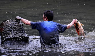 做梦梦见在抓鱼，梦见在抓鱼而且是大鱼