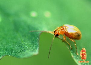 梦见老房子长虫子，梦见老家房子里有蛆虫
