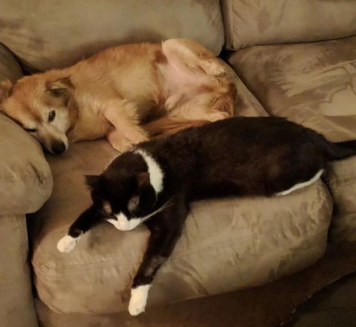 梦见老狗，梦见狗老跟着我,赶都赶不走