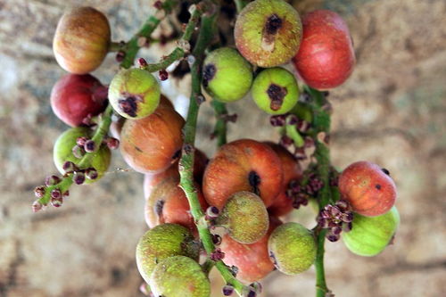梦见山上摘杏子吃，梦见山上摘桃子什么意思