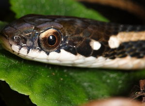 周公解梦梦到把蛇炖了吃了什么意思，梦到把蛇炖了怎么回事