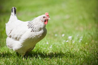 梦见好多母鸡下蛋，梦见好多母鸡和捡到好多鸡蛋