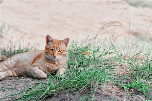 梦见养猫很乖,昨晚梦到养猫