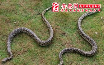 梦到两条小龙是胎梦吗，梦到两条小龙变成了自己的双胞胎儿子