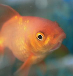 梦见大鲤鱼是什么意思啊,梦见鲤鱼是什么意思有什么预兆