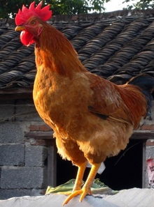 周公解梦梦见捡到钱包，梦见捡到了一只鸡