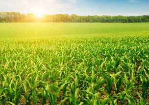 梦见买玉米棒子啥意思梦见玉米棒，梦见买玉米但玉米不好