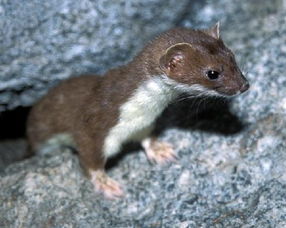 梦见山上有很多老鼠，梦到山上像老鼠又不像老鼠的动物