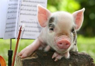 梦见家人被猪咬伤，梦见家人被猪咬住不放