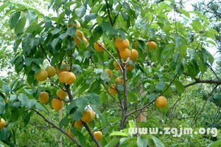 梦见杏树结了果实，梦见杏树上结杏子