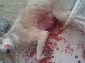 梦到狗身上有血迹，梦见狗身上有血往自己身上扑