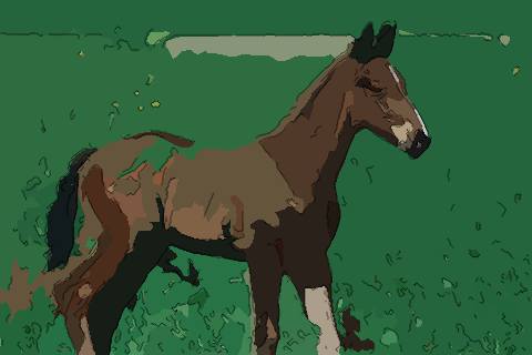 梦见小马是什么意思，做梦梦见小马是什么情况