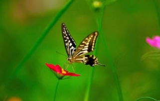 梦见蝴蝶破茧，梦着蝴蝶