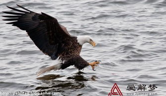 梦见捉到螳螂，梦见抓膳鱼