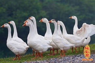 周公解梦喂鸡鹅肉，梦见喂鸡鸭鹅是什么意思