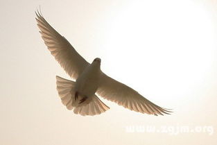 做梦梦见飞行物，梦见飞机穿越