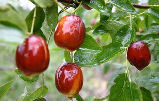 梦见枣里有虫子扔掉了虫子，梦到枣里有虫子