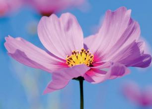 梦见别人吃花生是什么预兆，梦见陌生人吃屎预示什么