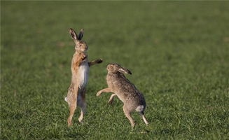 梦见野兔子在家，梦见野兔在跑是什么意思