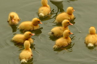 梦见养鸭场，梦见养鸭子是怎么回事