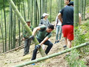 做梦砍竹子好不好吉不吉利，梦到砍竹子怎么回事