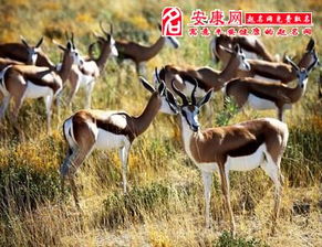 梦见一群动物奔跑在水里，梦到成群的动物跑