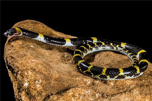 昨晚做梦梦见蛇钻裤腿里了，昨晚做梦梦见蛇大蛇两条蛇怎么会是