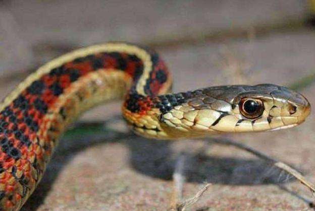 梦见蛇从缝里钻出来，梦见蛇钻孔