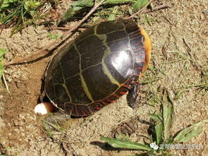 梦到乌龟下崽好不好，做梦梦见乌龟下蛋