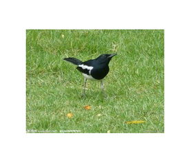 梦见偷鸟蛋被鸟啄，梦见偷鸟蛋被鸟攻击