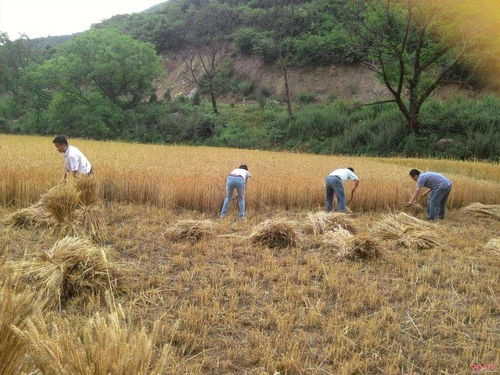 梦见割滕条，梦见割断藤
