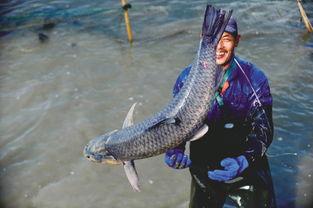 梦见猛兽捕猎，梦见捕野兽