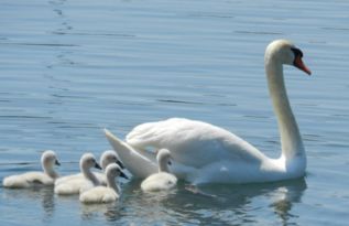梦见白鹭是什么意思，梦见白鹭是胎梦