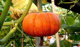 梦见地上长了好多南瓜，梦到地里有很多南瓜