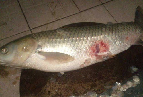 做梦待了好多鱼，做梦见到鱼好吗