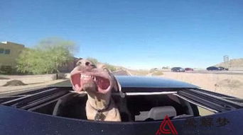 梦见坐气车是什么意思，做梦梦见坐汽车是什么预兆