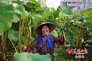 梦见田里有荷花，梦见成片的荷田