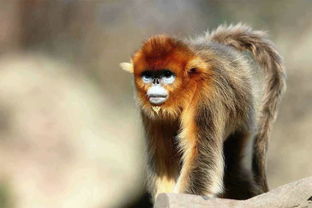 梦见猴骑马，梦见骑马奔跑是什么意思?近期运势不错