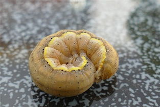 梦见拉虫子是什么意思啊，梦到拉虫子是什么预兆