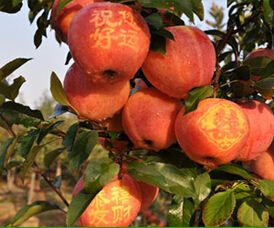 梦到盆栽苹果熟了，梦见栽苹果树苗