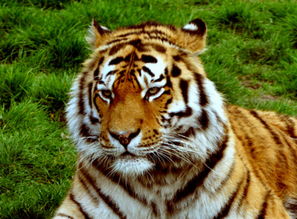 梦见动物打斗，梦见小动物打架