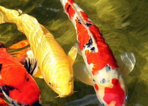 马鲛鱼有什么禁忌，马鲛鱼可以煮汤吗