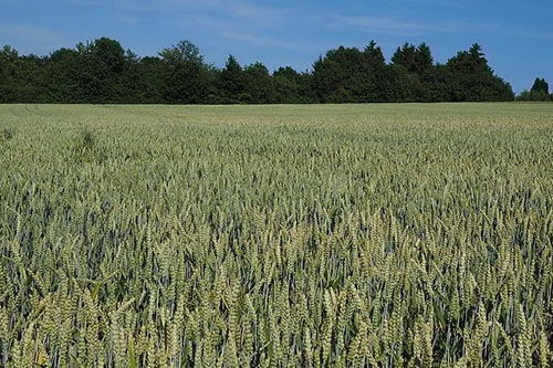 女人梦见收割成熟的麦子，梦见麦子是什么意思有什么预兆