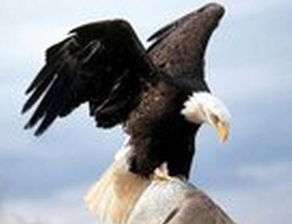 梦见鹰是什么意思有什么预兆吗，梦见一只巨大的鹰