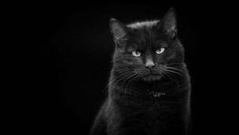 梦见小黑猫什么意思，梦见一只可爱的小黑猫